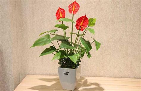 槴子花盆栽 火鶴可以種在室內嗎